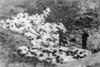 Femmes et enfants juifs fusillés à Mizocz, en Volhynie. (AIPN)